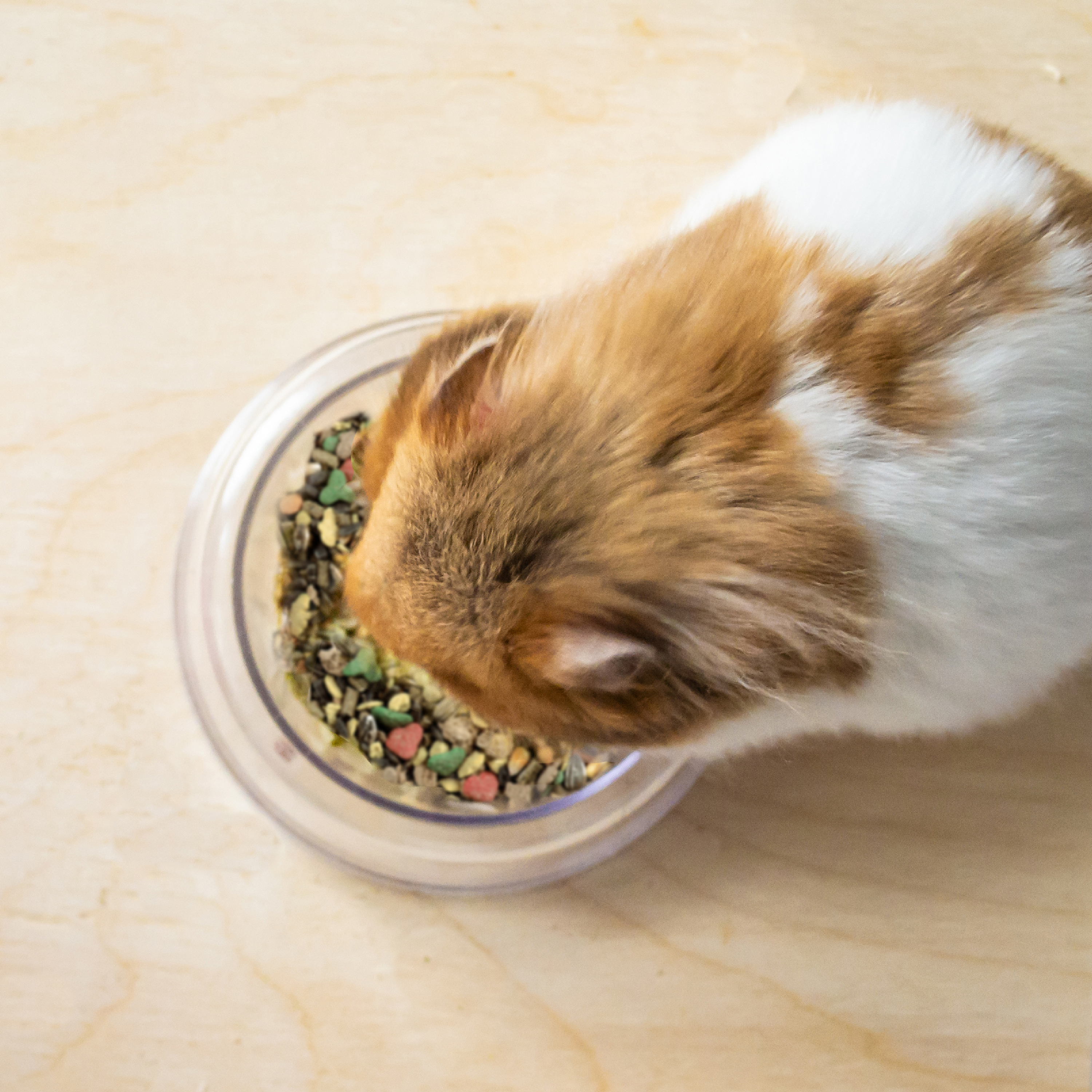 Wild harvest hamster food hotsell